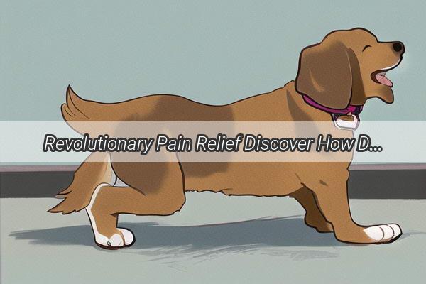 Revolutionary Pain Relief Discover How Dogs Can Fare Better with Ibuprofen Tablets